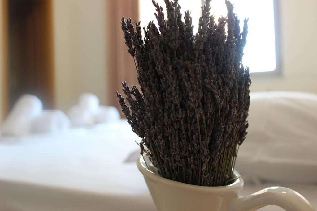 Lavandula Ring Тирана Екстериор снимка